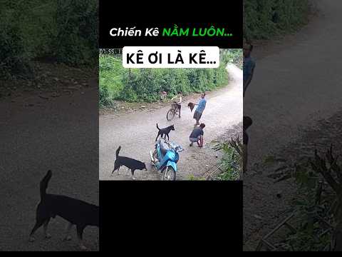 Cú va chạm bất ngờ khiến 'thủ phạm' nằm luôn...#cameragiaothong #tinhhuonggiaothong #antoangiaothong