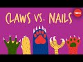 Evolution and Function of Claws and Nails