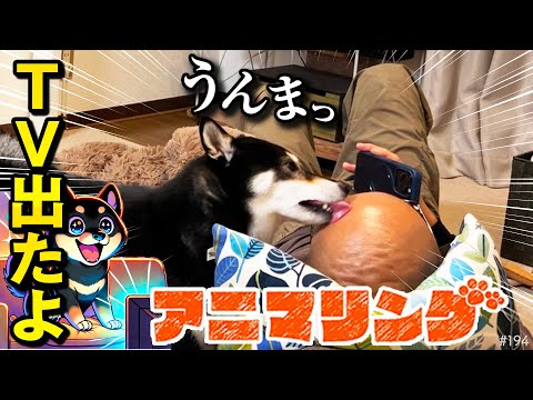 テレビに出演した柴犬(アニマリング)