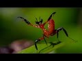 Mantis Survival and Defense Mechanisms