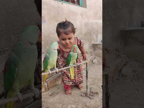 Amazing Parrot 30 August 2024 #parrot #viralvideo #shorts