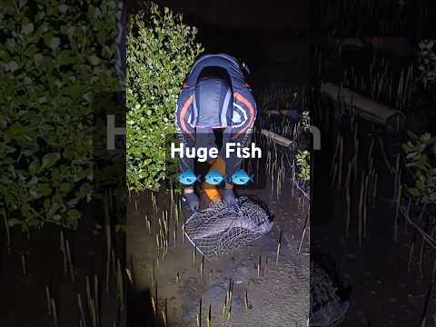 Huge CatFish #fishing #amazing #cambodia #shortvideo #giantcatfish #giantfish #catfish #catfishfish