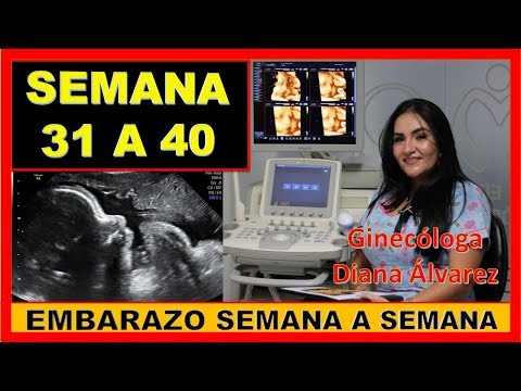 SEMANA 31 A 40, EMBARAZO SEMANA A SEMANA,  POR GINECOLOGA DIANA ALVAREZ