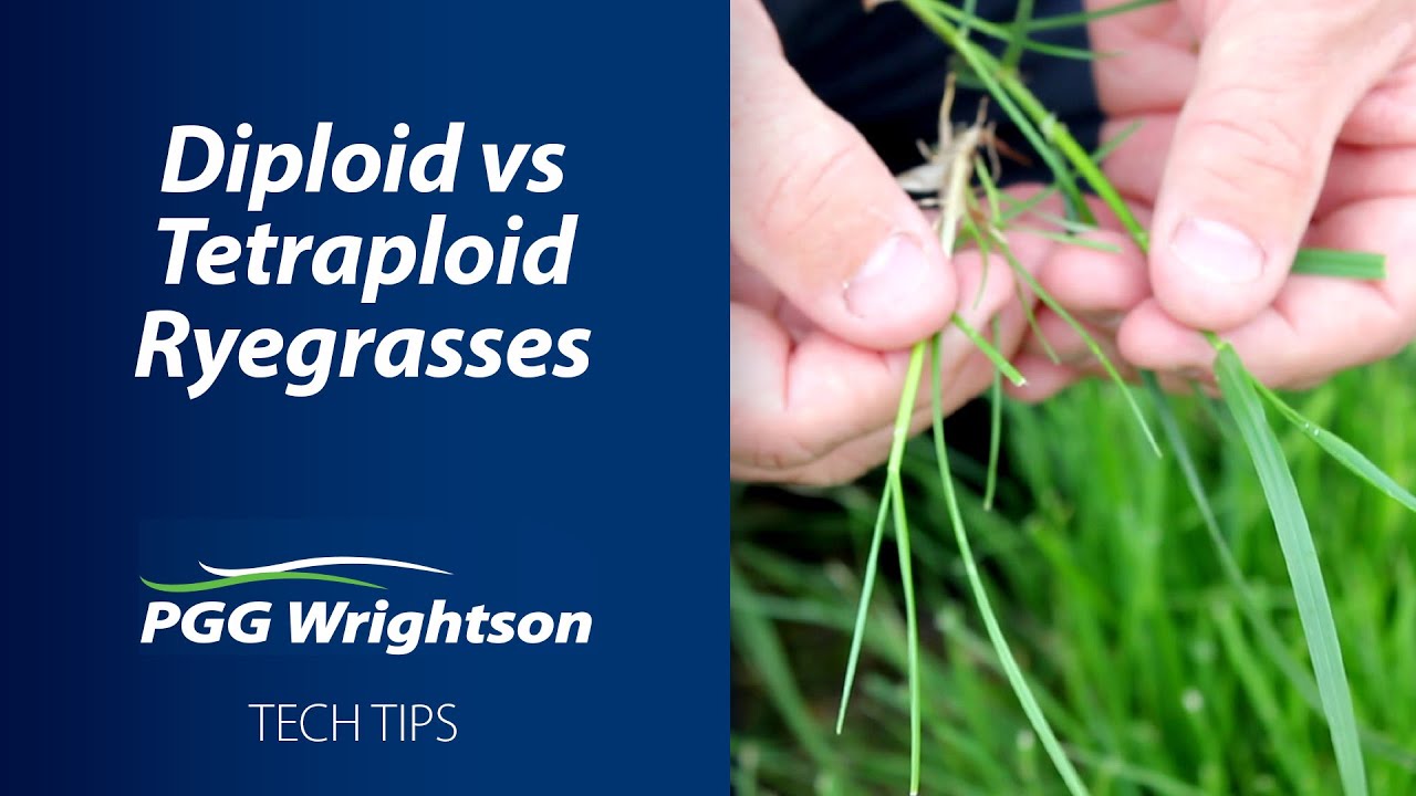 Diploid vs Tetraploid Ryegrasses