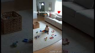 dog saves baby's life