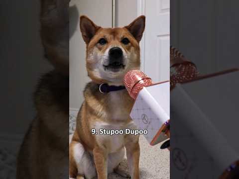 top 10 gooby woobies (Stupoo Dupoo speaking her mind) #shiba  #dog