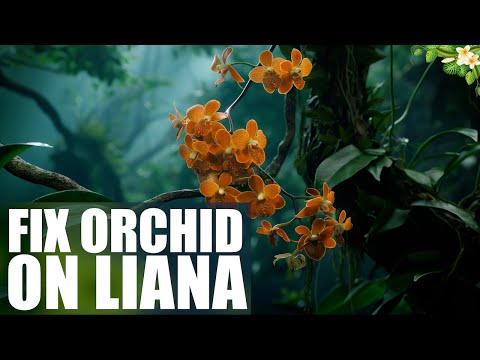 Wir binden eine Orchidee auf eine Liane auf