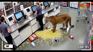 When Mountain Lions Do the Unexpected