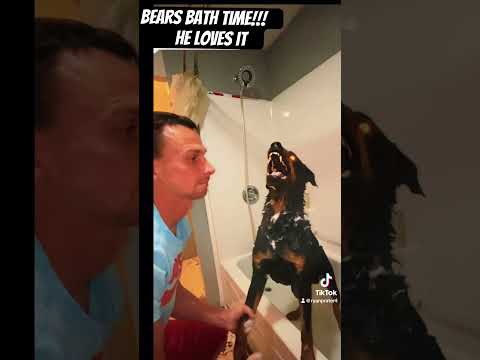 Rottweiler growling on beat and almost slipped and fell in the bath  #dogbite #bear #ryanprater4