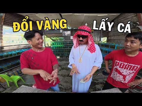 Vị khách đến từ Đu Bai mua cá bằng Vàng khiến Anh Nhí Betta nổi máu tham