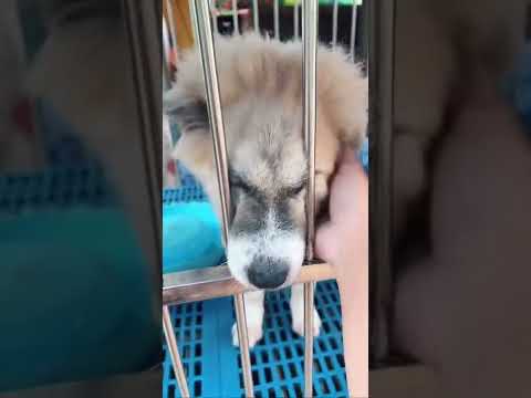 แอบดูบูก้า 🐶💤 #ฝากติดตาม #ช่องยูทูป #buka #บูก้า #ครอบครัวเอ็นจอย #เอ็นจอยคับผม #enjoy