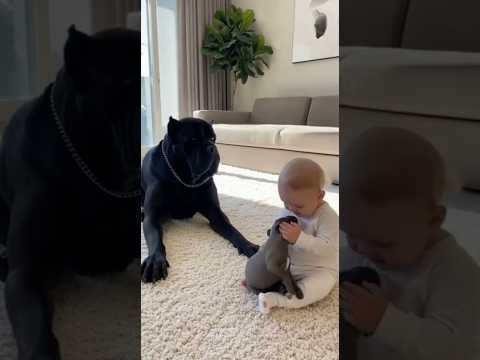 A Cane Corso mother gave her puppy a "mini" gift, and the puppy's reaction was so heartwarming! 🥰