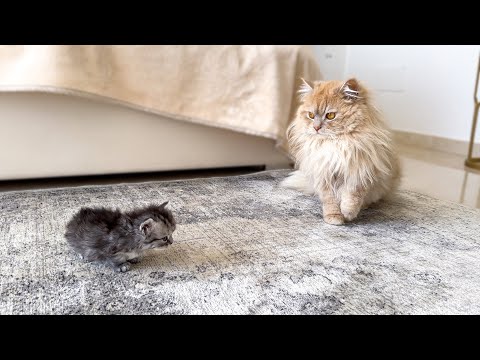 Cat Dad Meets His Kitten Son — Heartwarming Reunion
