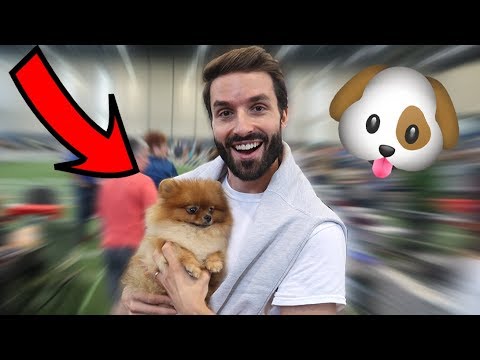 ADOPTION D'UN CHIEN POMERANIAN ? CARL ET ISAAC VLOG