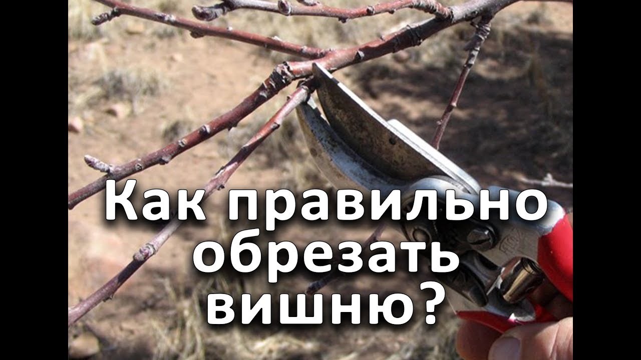 Как правильно обрезать вишню? Позаботьтесь о своем саде осенью!