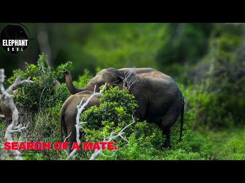 A wild elephant roams through the vast forest in search of a mate. Elephant Soul #srilanka