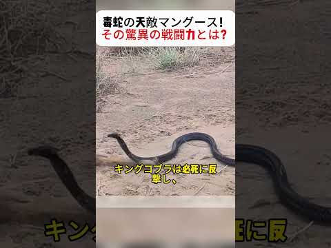 毒蛇の天敵マングース！ その驚異の戦闘力とは？  #マングース #毒蛇対決 #キングコブラ #野生#自然の掟