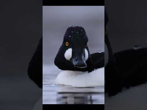 Goldeneye photography from the floating blind! #birds #wildlife #ducks #nature #birdphotography