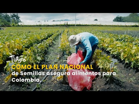YouTube video thumbnail: How the National Seed Plan Ensures Food for Colombia