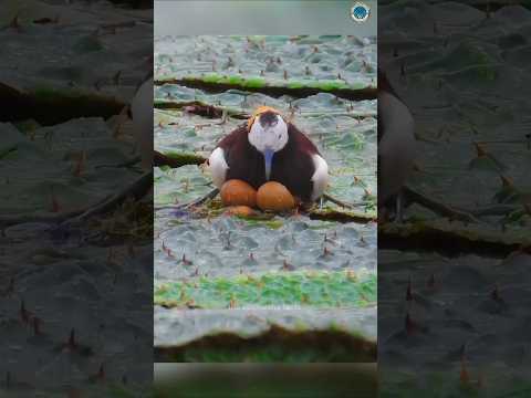 मां से बढ़कर इस दुनिया में कुछ भी नही है #trending