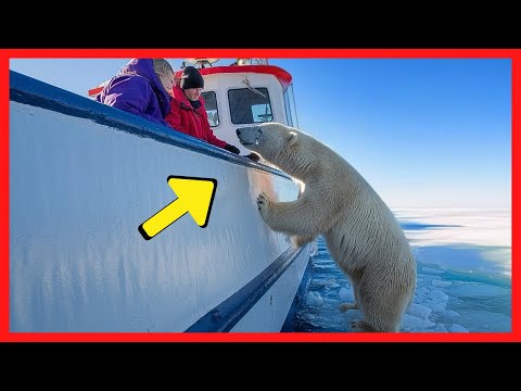 Urso Polar Tenta Chamar Atenção de Barco de Pesca, ao se Aproximar, Descobrem Algo CHOCANTE!