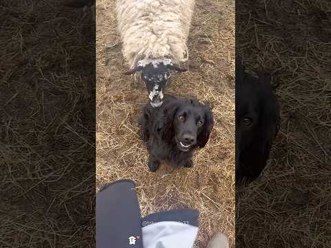 See how dogs get along with other animals🤣🤣#dog #us #funny #fyp #funnydog #foryoupage #doglover