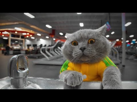 New Ultimate Aaron's Animal's Video compilation 2019!