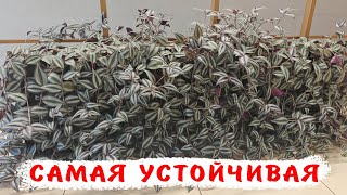 5 причин завести традесканцию. Зебрина.Что надо знать?