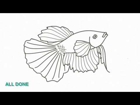 3 Minute Tutorial: How to Draw Betta Fish (Step-By-Step) HD 1080p