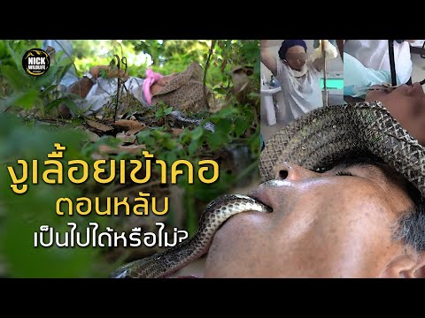 อสรพิษวิทยา EP.61 งูเข้าคอตอนหลับ เป็นไปได้หรือไม่?