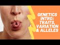 Exploring Traits, Variation, and Alleles in Genetics