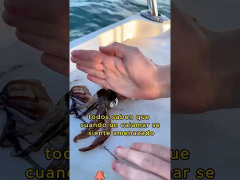 ¿¡Cortando un calamar con un golpe de karate?!#animals #squid #karate #shorts