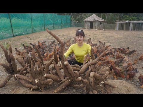 Build mesh fence in farm - Harvesting cassava and grinding, drying to preserving - Duong farm