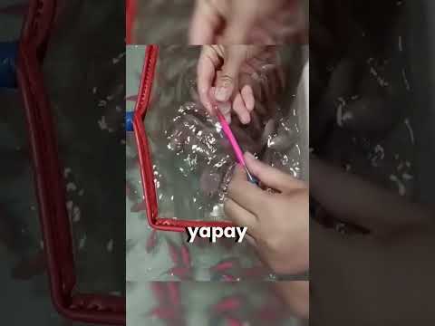 Görünüşe Kanmayın! Boyanmış Balıkların Acı Gerçeği 😢🐠
