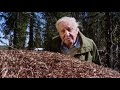 Ant Super Colony Behavior and Adaptations
