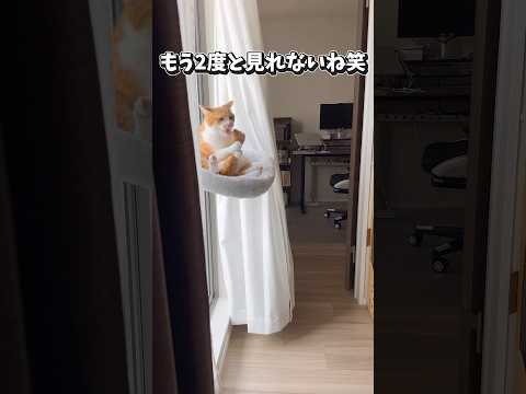2度目はない猫。