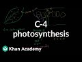 Understanding the Calvin Cycle and C-4 Photosynthesis