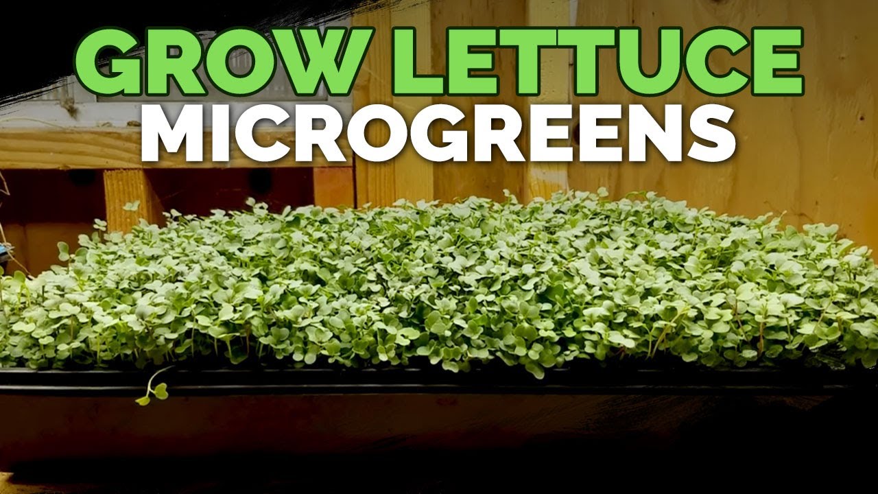 How to Grow Lettuce Microgreens Fast & Easy