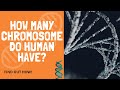Understanding Human Chromosomes
