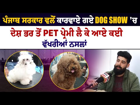 ਪੰਜਾਬ ਸਰਕਾਰ ਵਲੋਂ ਕਾਰਵਾਏ ਗਏ Dog Show 'ਚ ਦੇਸ਼ ਭਰ ਤੋਂ Pet ਪ੍ਰੇਮੀ ਲੈ ਕੇ ਆਏ ਕਈ ਵੱਖਰੀਆਂ ਨਸਲਾਂ