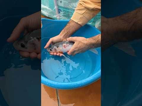Curรฉ a mis peces ๐ โข๏ธ #estanque #viral #koi #fishing #tonifero