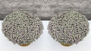 This plant is beautiful and easy to grow for houses with balconies