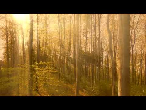 RIOPY - Nature Vibration [Official Music Video]