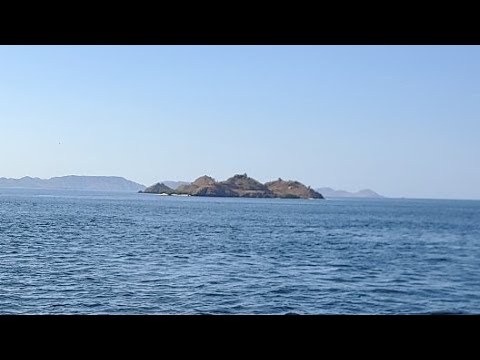 Komodo Islands Wild Charles LIVE