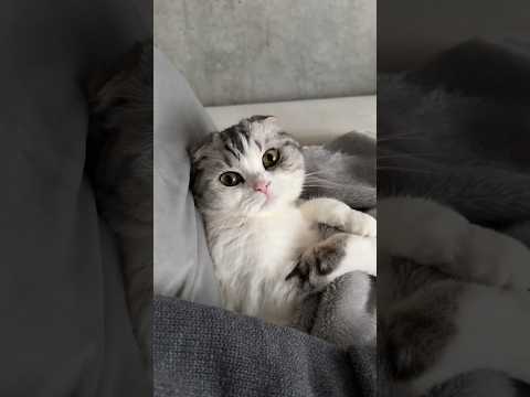 #cat