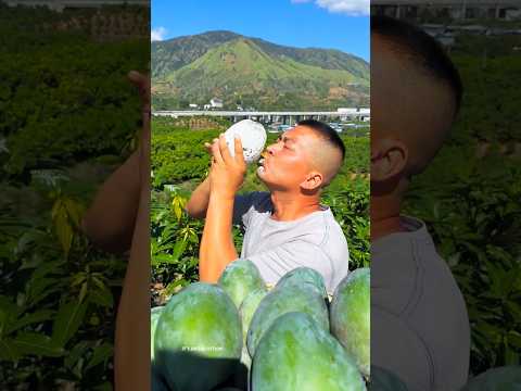 Golden mango #shortvideo