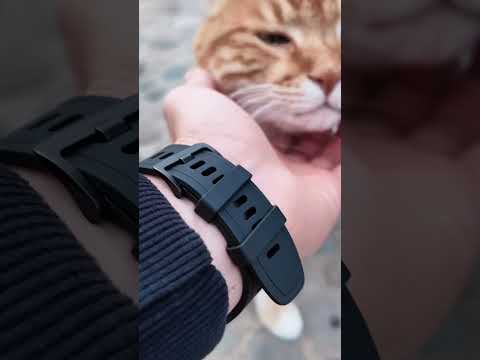 Это кот Кеша. Рыжий пушистый клубок, который живет на курильских островах. Порода курильский бобтейл