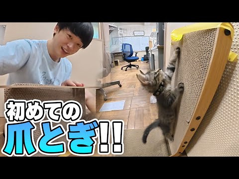 迷子のネコに爪とぎをプレゼント！！【猫生初】