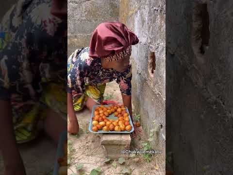 The kpof kpof 2 😂 #funny #viral #shortvideo #viralvideo #video