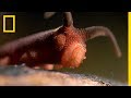 Velvet Worm: The Rainforest Predator